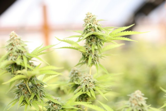 Florida Cannabis Industry Advocates Rally for Amendment 3 Before November Elections