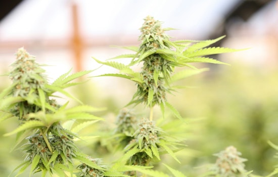 Florida Cannabis Industry Advocates Rally for Amendment 3 Before November Elections