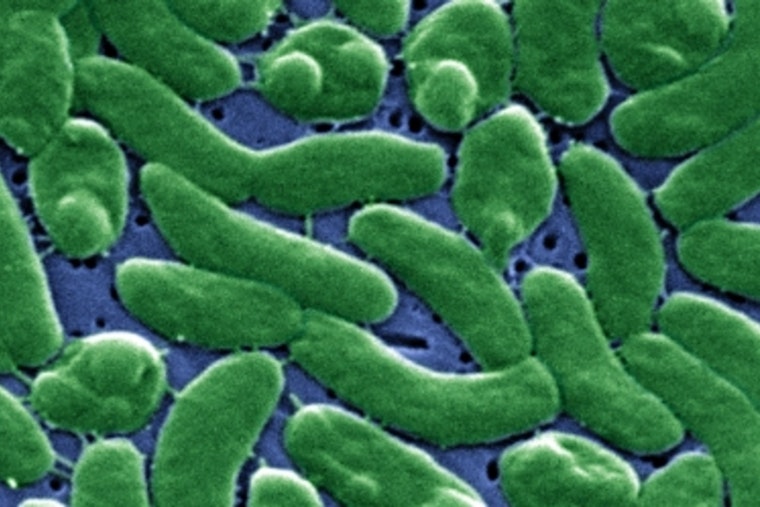 Florida Faces Flesh-Eating Bacteria Outbreak After Hurricane with 13 Dead and Rising Cases