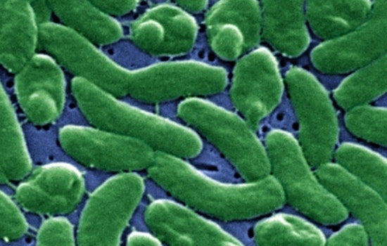 Florida Faces Flesh-Eating Bacteria Outbreak After Hurricane with 13 Dead and Rising Cases