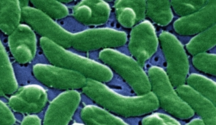Florida Faces Flesh-Eating Bacteria Outbreak After Hurricane with 13 Dead and Rising Cases