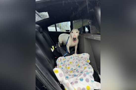 Florida Man Charged with Aggravated Animal Cruelty for Abandoning Dog During Hurricane Milton