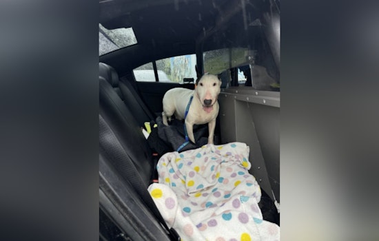 Florida Man Charged with Aggravated Animal Cruelty for Abandoning Dog During Hurricane Milton