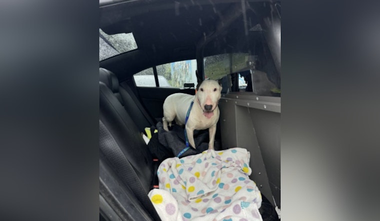 Florida Man Charged with Aggravated Animal Cruelty for Abandoning Dog During Hurricane Milton