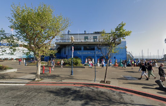 Former Aquarium of the Bay CEO Sues for Wrongful Termination Amid Discrimination and Defamation Claims