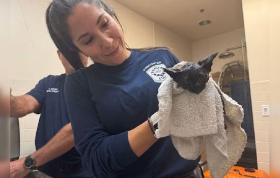Fort Lauderdale Firefighters Save Kitten Named Salem Entangled in Car Engine