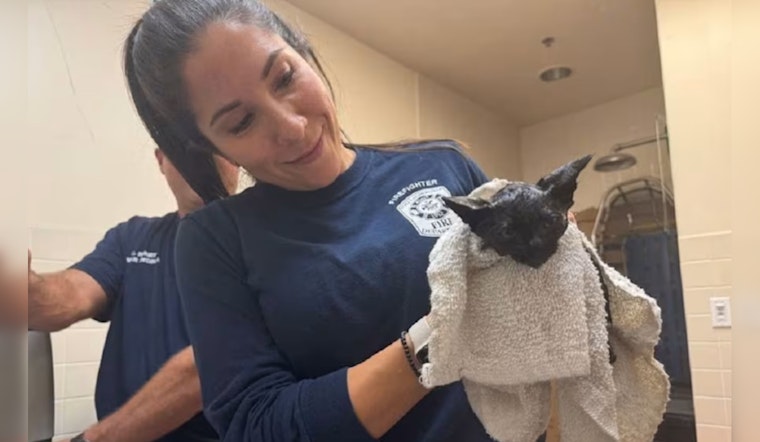 Fort Lauderdale Firefighters Save Kitten Named Salem Entangled in Car Engine