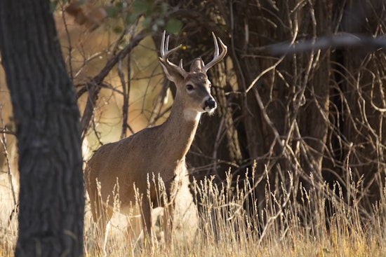 Four Arrested from Campbellsport in Alleged Wisconsin Wildlife Poaching and Torture Ring