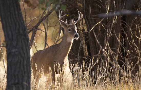 Four Arrested from Campbellsport in Alleged Wisconsin Wildlife Poaching and Torture Ring