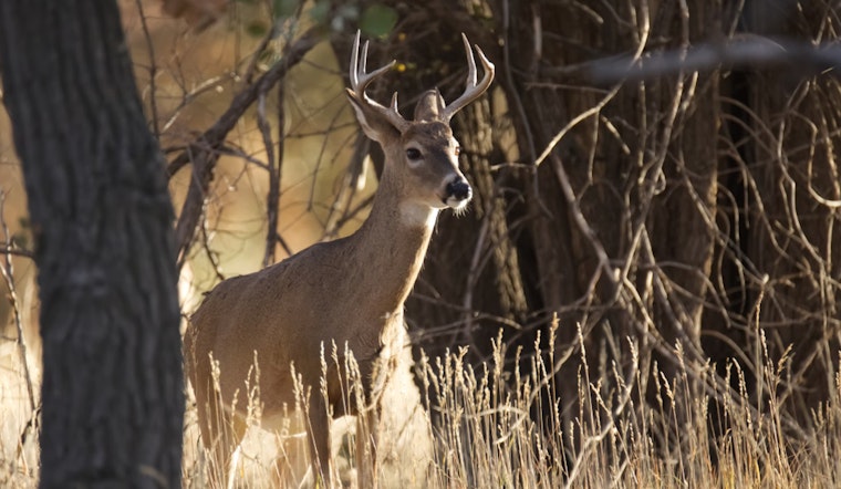 Four Arrested from Campbellsport in Alleged Wisconsin Wildlife Poaching and Torture Ring