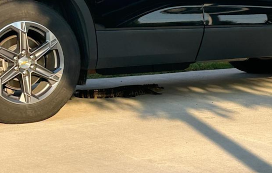 Four-Foot Alligator Found by Police Under Car in Sterling Heights, Local Zoo Steps In
