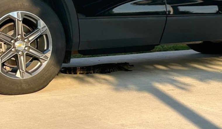 Four-Foot Alligator Found by Police Under Car in Sterling Heights, Local Zoo Steps In