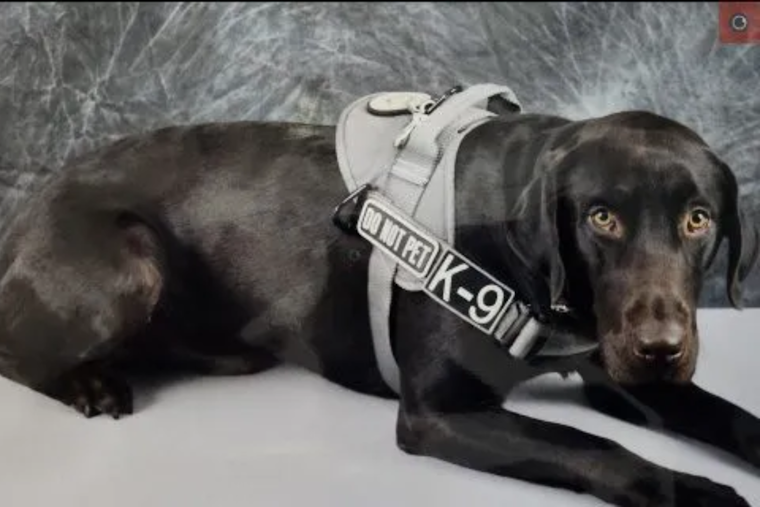 Fremont County Sheriff’s Office in Urgent Search for Missing K-9 Believed Lured Away