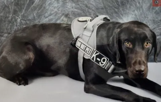 Fremont County Sheriff’s Office in Urgent Search for Missing K-9 Believed Lured Away