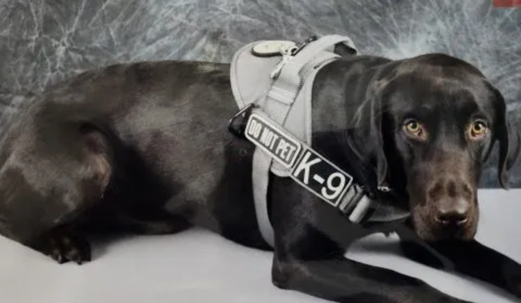 Fremont County Sheriff’s Office in Urgent Search for Missing K-9 Believed Lured Away