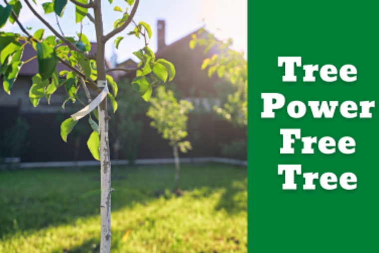 Garland Residents Invited to Add Leafy Charm to Their Yards with Free Tree Giveaway