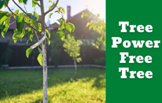 Garland Residents Invited to Add Leafy Charm to Their Yards with Free Tree Giveaway