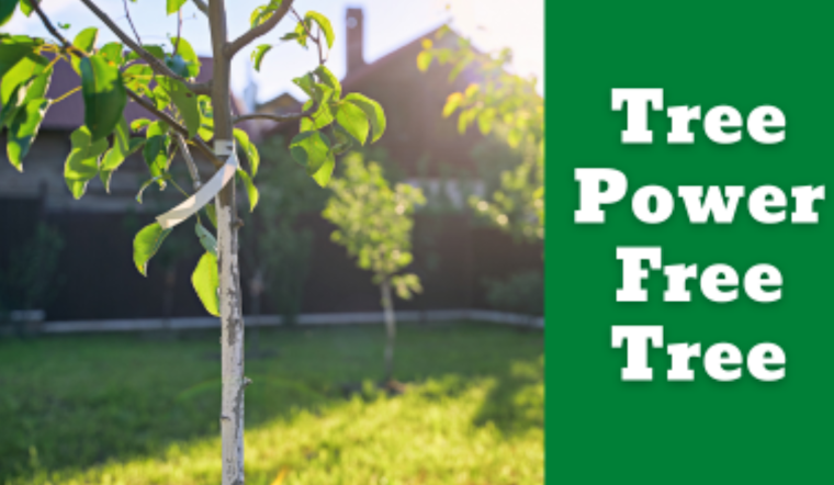 Garland Residents Invited to Add Leafy Charm to Their Yards with Free Tree Giveaway