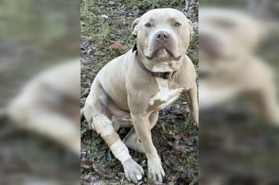 Gastonia Officer Hailed as Hero for Saving Injured Dog After Shooting Incident