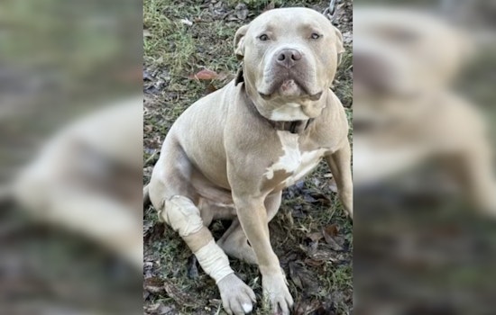 Gastonia Officer Hailed as Hero for Saving Injured Dog After Shooting Incident