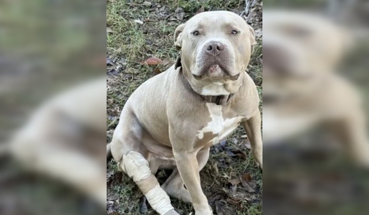 Gastonia Officer Hailed as Hero for Saving Injured Dog After Shooting Incident