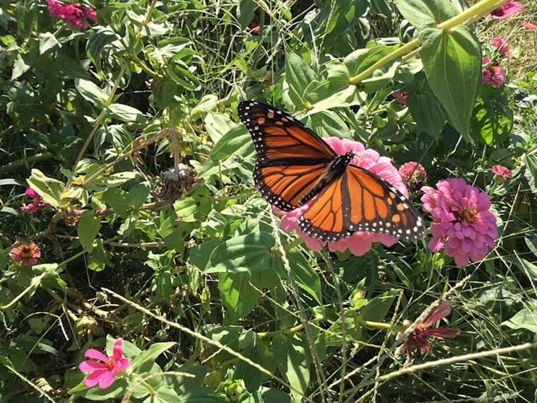 H-E-B and Texas Master Naturalist Program Unveil $50K 'Pollinators for Texas' Grant to Enhance Local Ecosystems