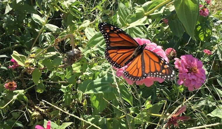 H-E-B and Texas Master Naturalist Program Unveil $50K 'Pollinators for Texas' Grant to Enhance Local Ecosystems