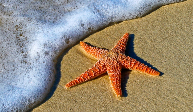 Health Advisory Issued for Popular LA County Beaches Due to High Bacterial Levels