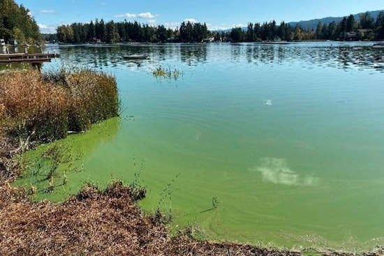 Health Advisory Issued for Toxic Algae at Lake Lawrence and Clear Lake in Thurston County