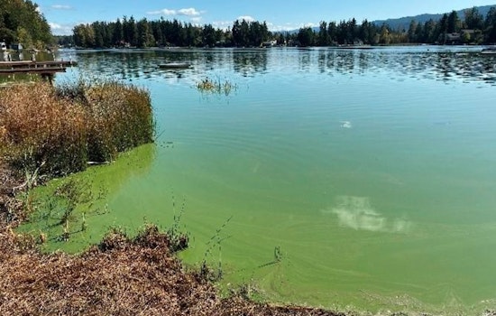 Health Advisory Issued for Toxic Algae at Lake Lawrence and Clear Lake in Thurston County