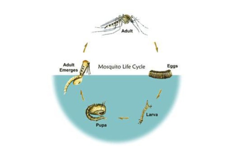 Hernando County Schedules Aerial Mosquito Suppression Flights Post-Hurricane Milton