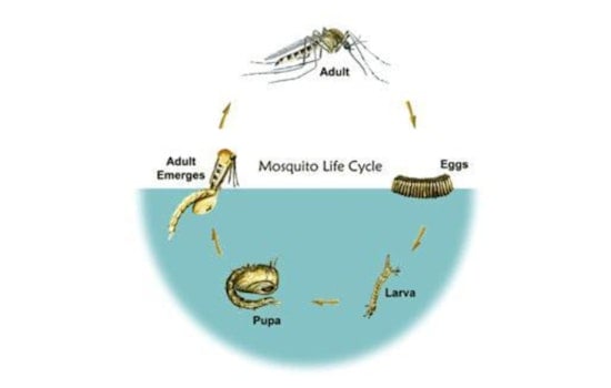 Hernando County Schedules Aerial Mosquito Suppression Flights Post-Hurricane Milton
