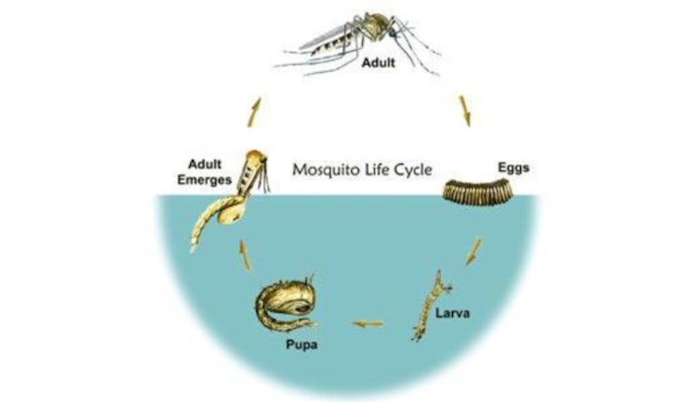 Hernando County Schedules Aerial Mosquito Suppression Flights Post-Hurricane Milton