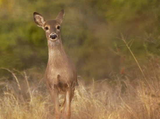 Hollywood Hills Community and Wildlife Crews Rally to Aid "Floppy" the Deer with Bone Lodged in Mouth
