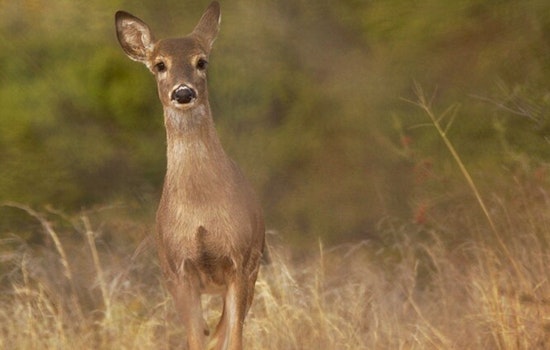 Hollywood Hills Community and Wildlife Crews Rally to Aid "Floppy" the Deer with Bone Lodged in Mouth