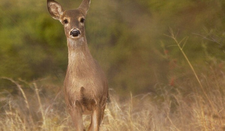 Hollywood Hills Community and Wildlife Crews Rally to Aid "Floppy" the Deer with Bone Lodged in Mouth