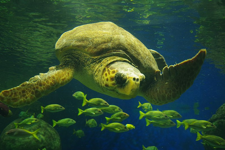 International Effort Triumphs as SeaWorld San Diego Releases Rehabilitated Loggerhead Sea Turtle Back into the Pacific