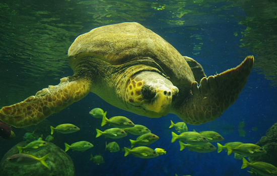 International Effort Triumphs as SeaWorld San Diego Releases Rehabilitated Loggerhead Sea Turtle Back into the Pacific