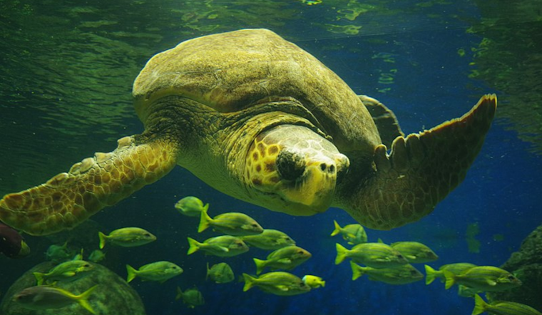 International Effort Triumphs as SeaWorld San Diego Releases Rehabilitated Loggerhead Sea Turtle Back into the Pacific