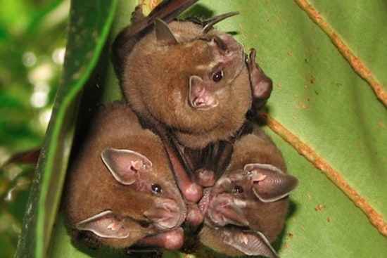 Invasive Fungus Threatening Bats Detected in Sacramento, Potentially Endangering California Agriculture