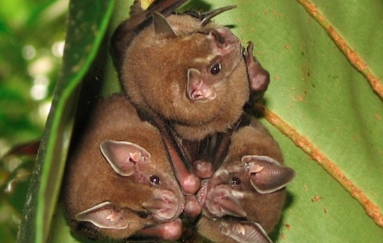 Invasive Fungus Threatening Bats Detected in Sacramento, Potentially Endangering California Agriculture