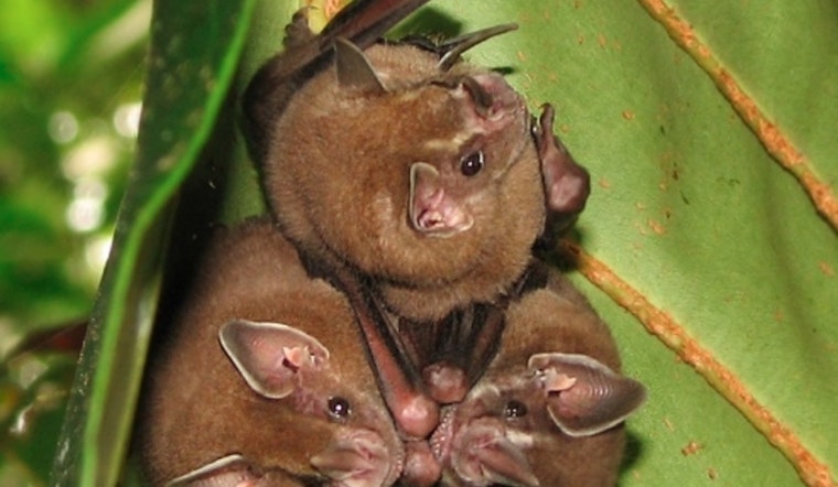 Invasive Fungus Threatening Bats Detected in Sacramento, Potentially Endangering California Agriculture