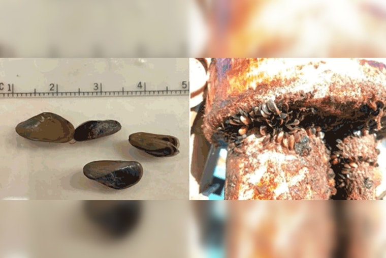 Invasive Golden Mussels Breach Port of Stockton, Threatening California's Ecosystems and Water Infrastructure