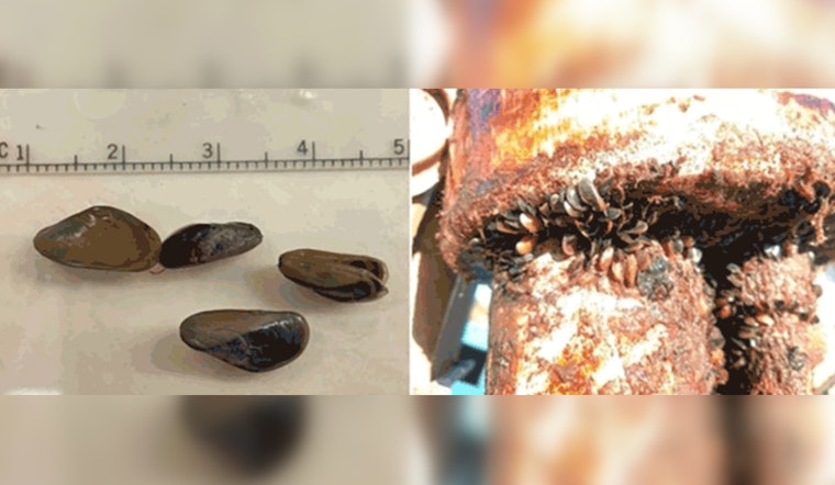 Invasive Golden Mussels Breach Port of Stockton, Threatening California's Ecosystems and Water Infrastructure
