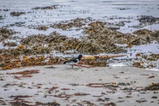 Invasive Seaweeds Threaten Native Marine Ecosystems in Honolulu, UH Mānoa Research Indicates