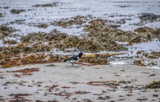 Invasive Seaweeds Threaten Native Marine Ecosystems in Honolulu, UH Mānoa Research Indicates