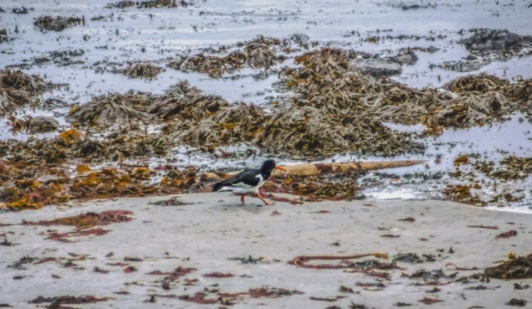 Invasive Seaweeds Threaten Native Marine Ecosystems in Honolulu, UH Mānoa Research Indicates
