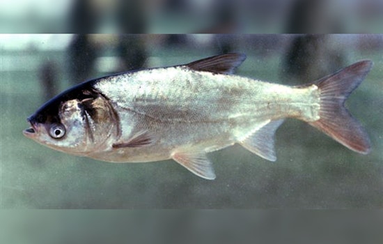 Invasive Silver Carp Spark Concern in Western Wisconsin's River Systems