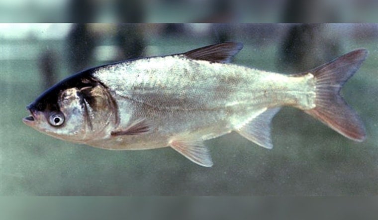 Invasive Silver Carp Spark Concern in Western Wisconsin's River Systems