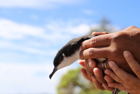 Kaua‘i Fourth-Graders Join Forces with Conservationists to Protect Endangered Newell’s Shearwaters
